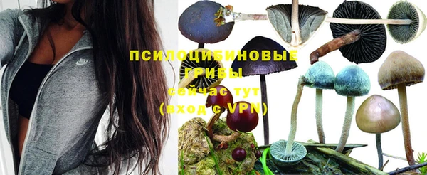 мдпв Гусев